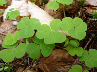 Petite plante vivace d'une dizaine de centimètres dépourvue de tige. Agrandir dans une nouvelle fenêtre (ou onglet)